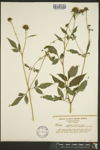 Bidens vulgata image