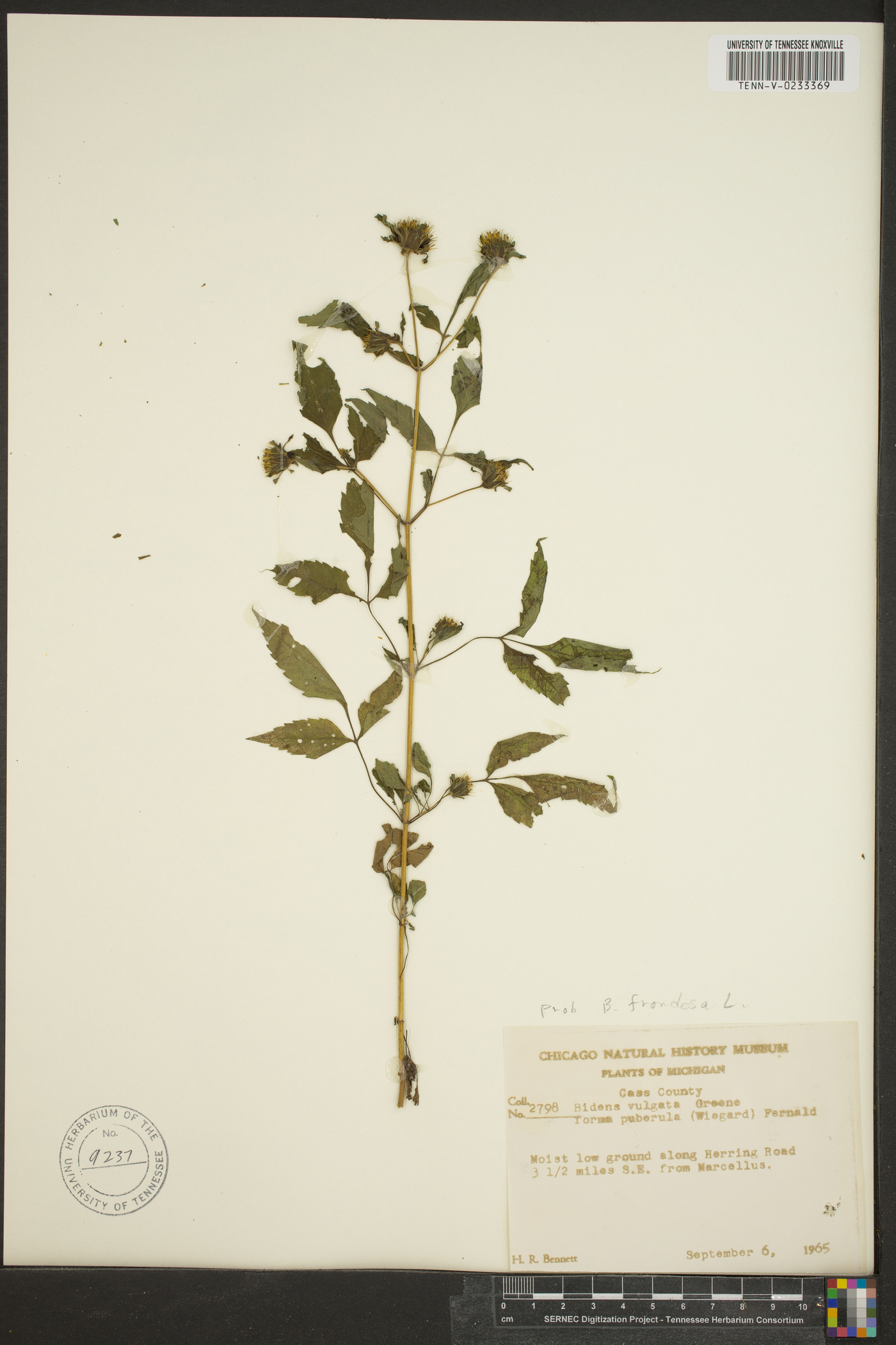 Bidens vulgata var. puberula image