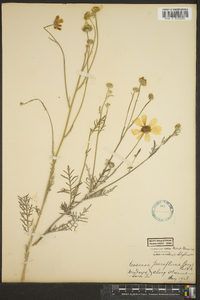 Cosmos parviflorus image