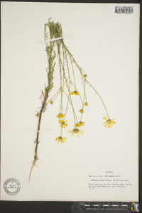 Balduina angustifolia image