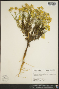 Balduina angustifolia image