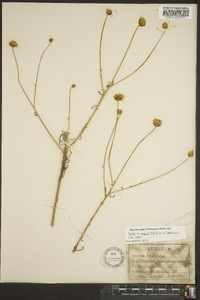 Balduina angustifolia image