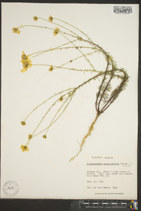 Balduina angustifolia image