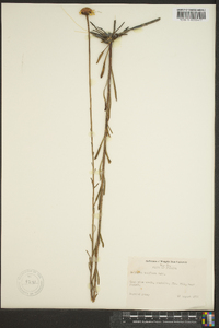 Balduina uniflora image