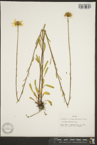 Balduina uniflora image