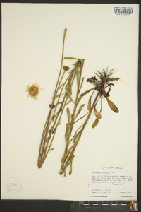 Balduina uniflora image