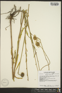 Balduina uniflora image