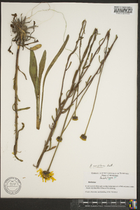 Balduina uniflora image