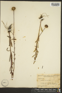 Balduina uniflora image