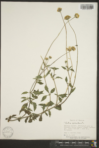 Tridax procumbens image