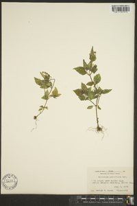 Galinsoga parviflora image