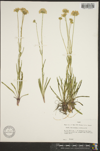 Marshallia caespitosa image