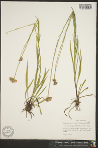 Marshallia graminifolia image