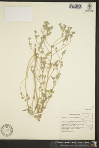 Lagophylla ramosissima image