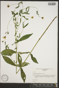 Jamesianthus alabamensis image