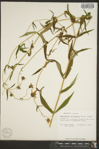 Jamesianthus alabamensis image