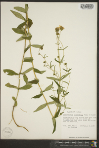 Jamesianthus alabamensis image