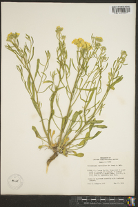 Psilostrophe sparsiflora image