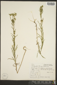 Madia glomerata image