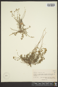 Perityle microcephala image