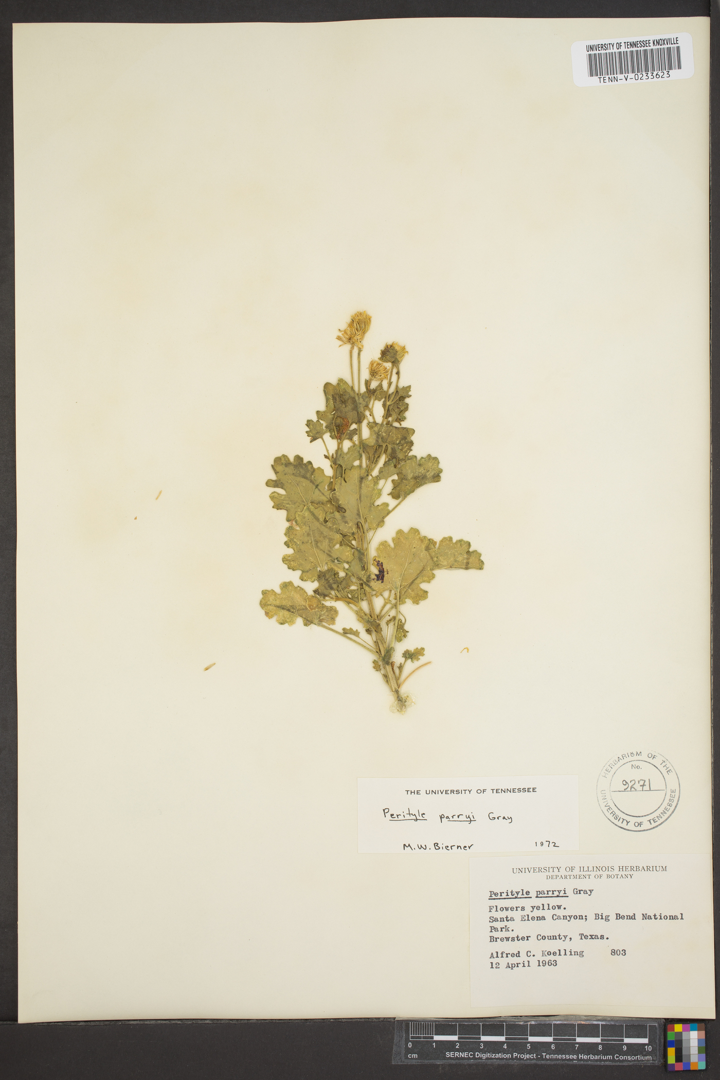 Perityle parryi image