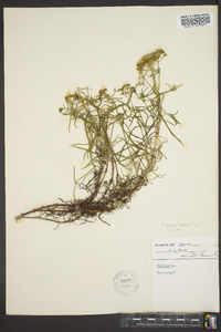 Flaveria linearis image