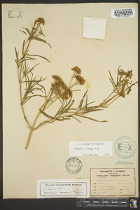 Flaveria linearis image