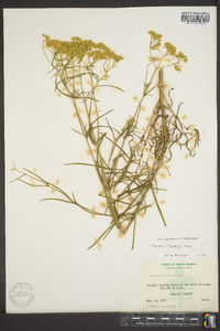 Flaveria linearis image