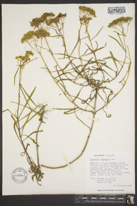 Flaveria linearis image