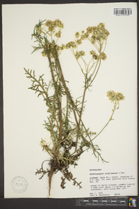 Hymenopappus scabiosaeus image