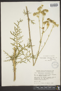 Hymenopappus scabiosaeus image