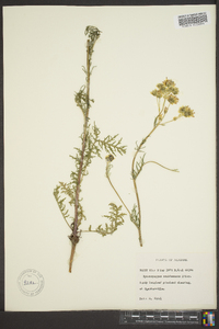 Hymenopappus scabiosaeus image