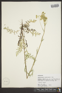 Hymenopappus scabiosaeus image