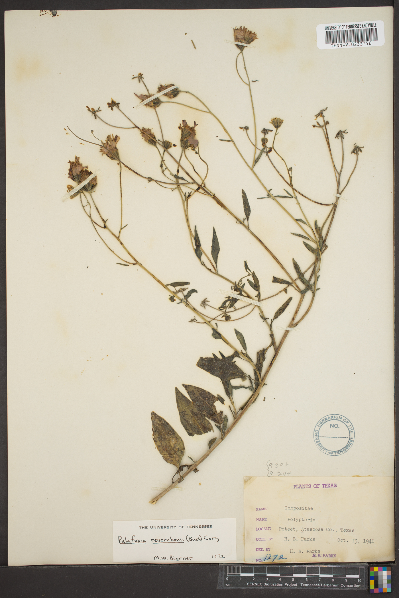 Palafoxia reverchonii image