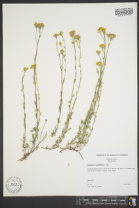 Eriophyllum confertiflorum image