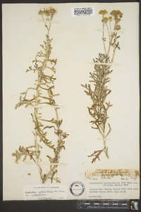 Eriophyllum confertiflorum image