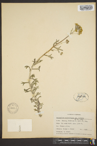 Eriophyllum confertiflorum var. trifidum image