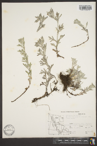 Eriophyllum lanatum image