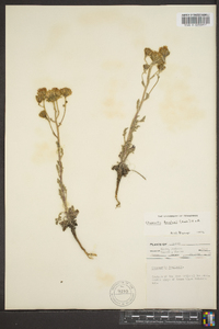 Chaenactis douglasii image