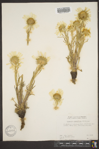 Hymenoxys grandiflora image