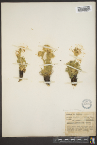 Hymenoxys grandiflora image