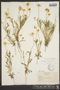 Tetraneuris linearifolia var. linearifolia image