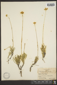 Actinea scaposa image