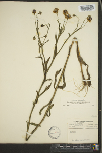 Helenium flexuosum image