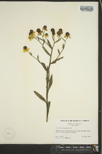 Helenium flexuosum image