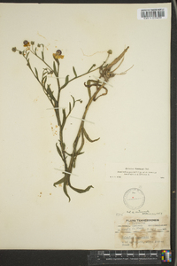 Helenium flexuosum image