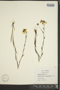 Helenium flexuosum image