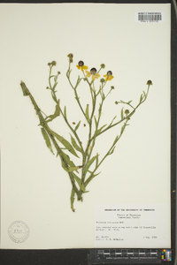 Helenium flexuosum image