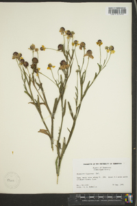 Helenium flexuosum image