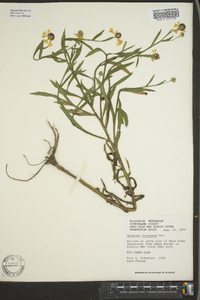 Helenium flexuosum image